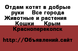 Отдам котят в добрые руки. - Все города Животные и растения » Кошки   . Крым,Красноперекопск